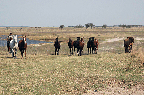 Semaine chez les gauchos de l'Esquina