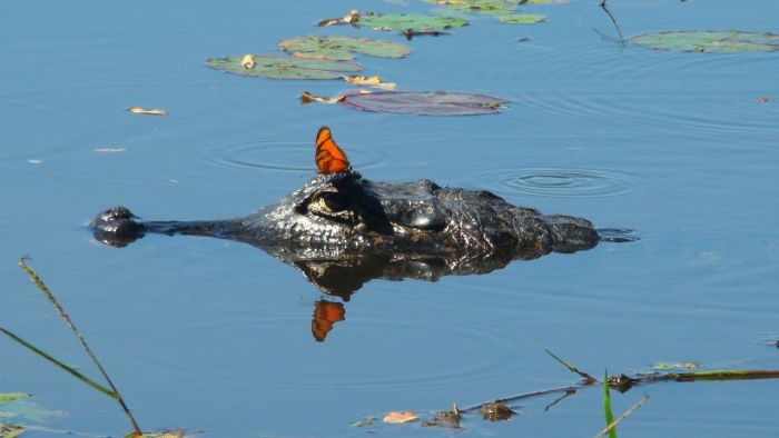 Balade du Pantanal
