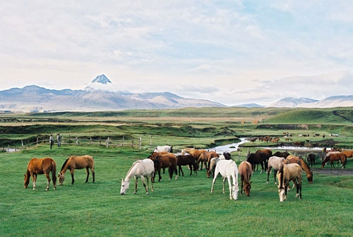 Cattle Drive und Horse Drive