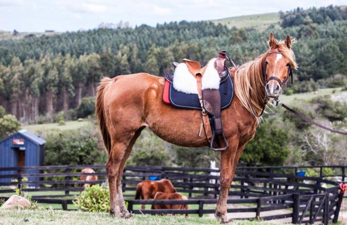 Le chemin Inca pr&egrave;s de Salta