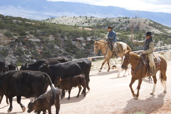 Le ranch Dryhead: travail du bétail