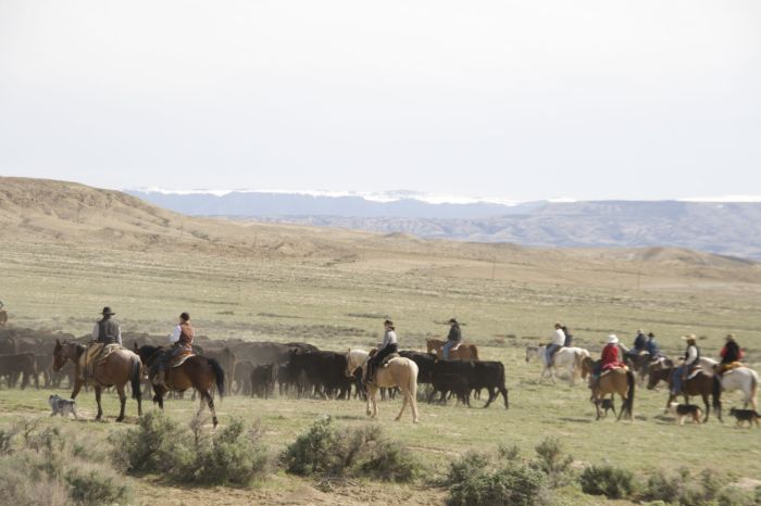Le ranch Dryhead: travail du bétail