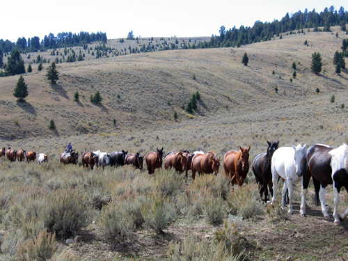 Medicine Lodge