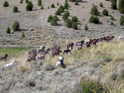 Medicine Lodge