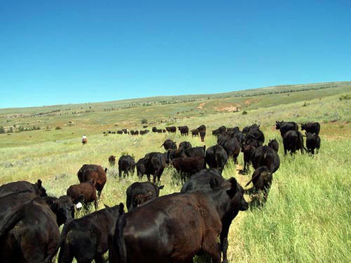 Bighorn Mountain Ranch