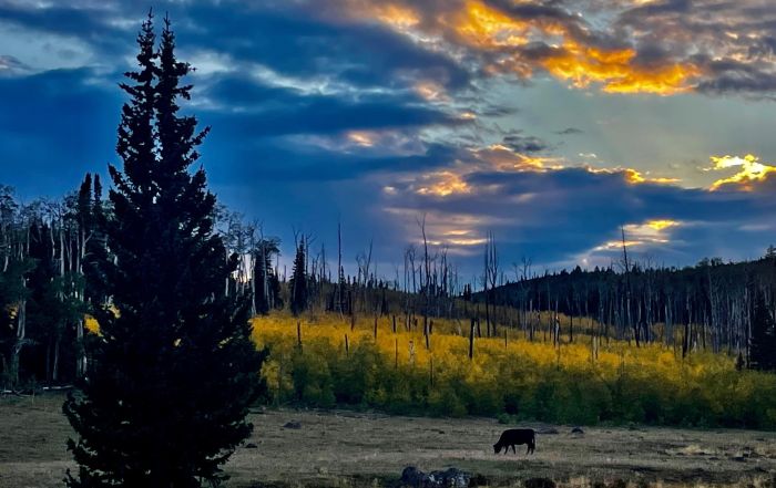 Utah Backcountry Lodge et randonn&eacute;e dans la for&ecirc;t de Dixi