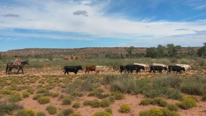 Southwest Ranch New Mexico