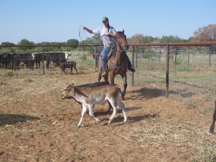 Southwest Ranch New Mexico