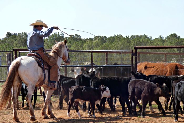 Southwest Ranch New Mexico