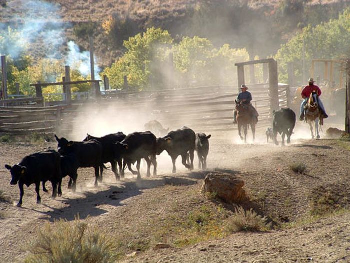 Dryhead Working Ranch