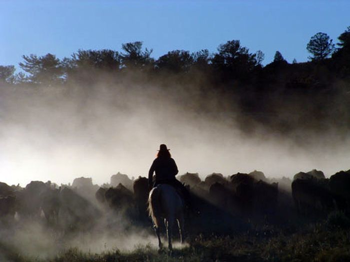 Dryhead Working Ranch