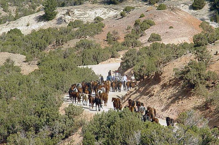 Dryhead Working Ranch