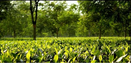 Culture de l'Assam
