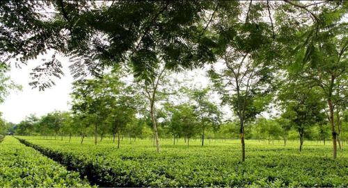 Culture de l'Assam