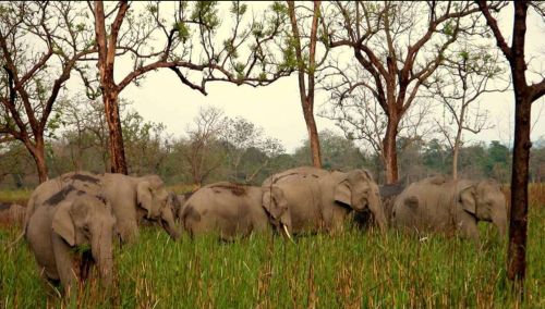 Culture de l'Assam