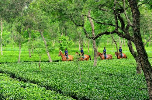 Culture de l'Assam