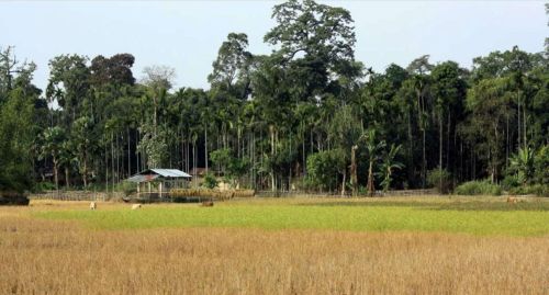 Culture de l'Assam