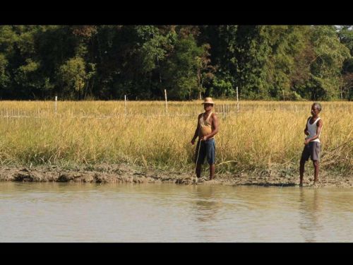 Culture de l'Assam