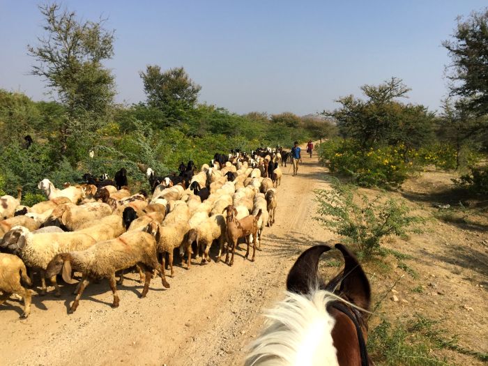 Aravalli Trail - Circuit à cheval dans le nord de l'Inde