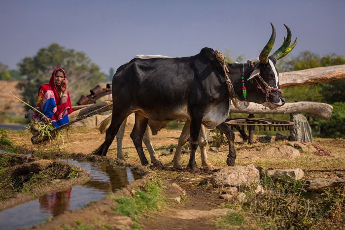 Aravalli Trail - Circuit à cheval dans le nord de l'Inde