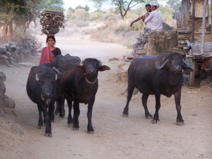 Aravalli Trail - Circuit à cheval dans le nord de l'Inde