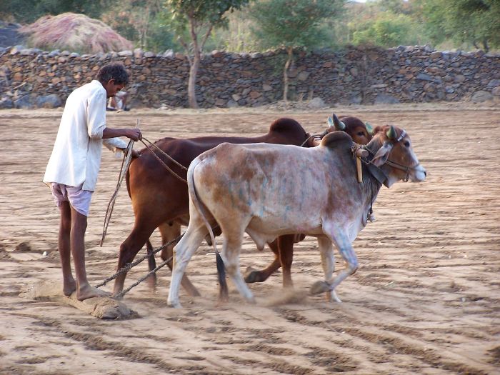 Aravalli Trail - Circuit à cheval dans le nord de l'Inde