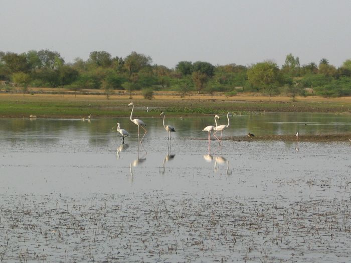 Trail des châteaux du Rajasthan