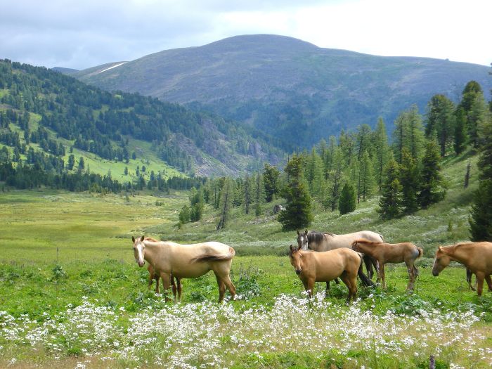 Expéditions en Altai