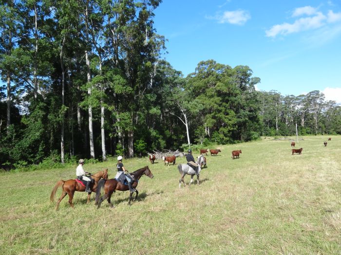 Plateau de Comboyne et balade sur la plage