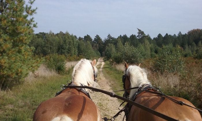 Randonnées en étoile dans le parc national De Meinweg