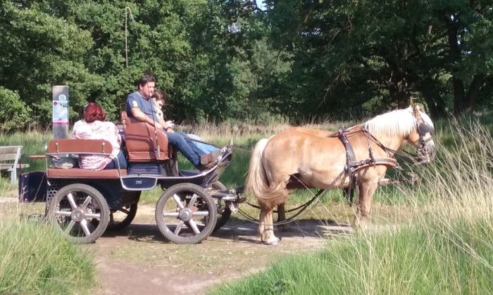 Randonnées en étoile dans le parc national De Meinweg