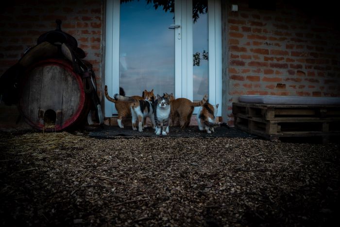 &Eacute;quitation western en Hongrie