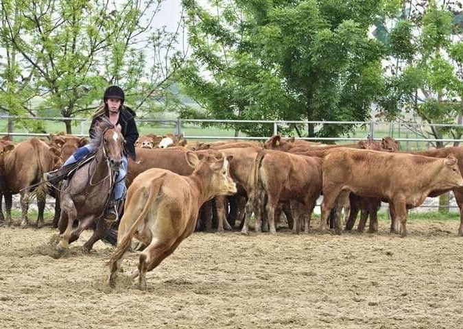 &Eacute;quitation western en Hongrie