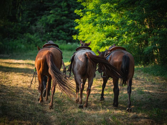 &Eacute;quitation western en Hongrie