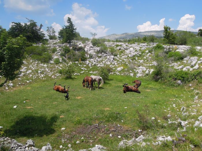 Randonnée en Plitvice, au pays des lacs en chute