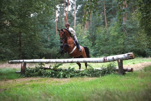 Vacances dans dans la lande du Lunebourg ( opt. avec son propre cheval)