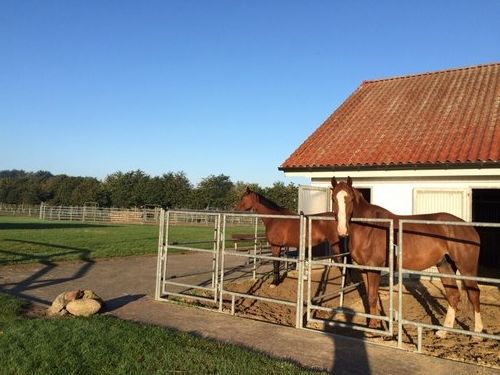 Vacances dans dans la lande du Lunebourg ( opt. avec son propre cheval)