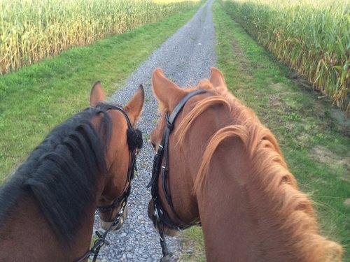 Vacances dans dans la lande du Lunebourg ( opt. avec son propre cheval)