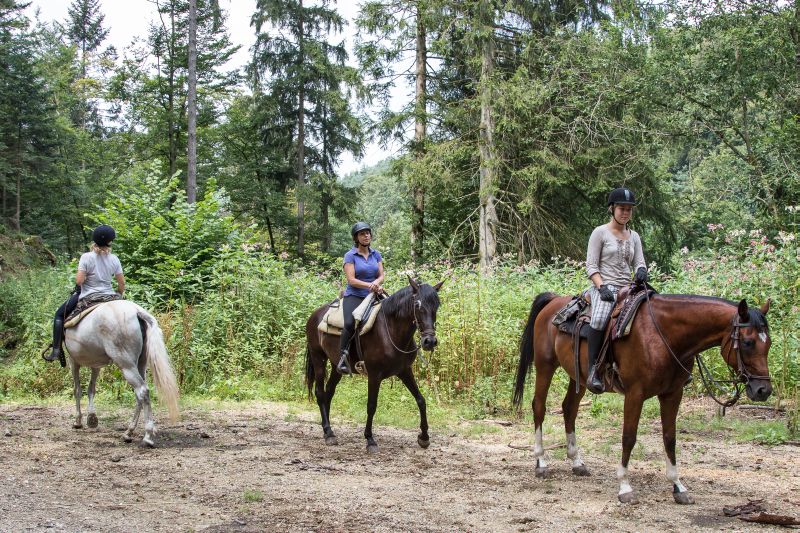 Equitation western dans la forêt bavaroise