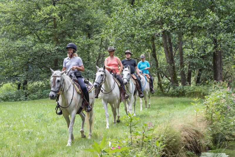 Equitation western dans la forêt bavaroise