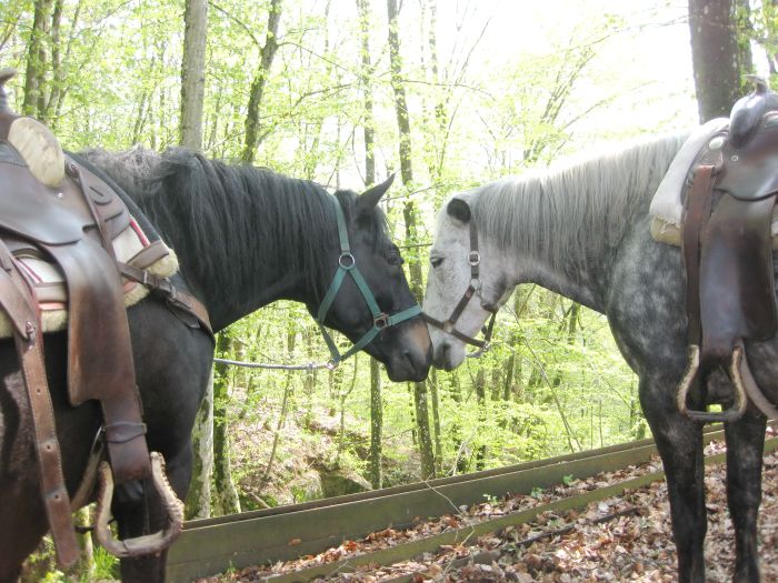Equitation western dans la forêt bavaroise