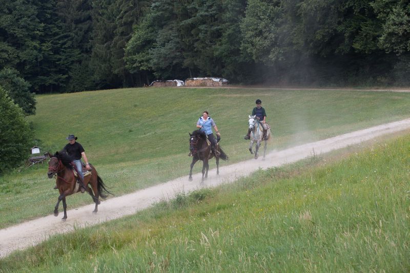 Equitation western dans la forêt bavaroise