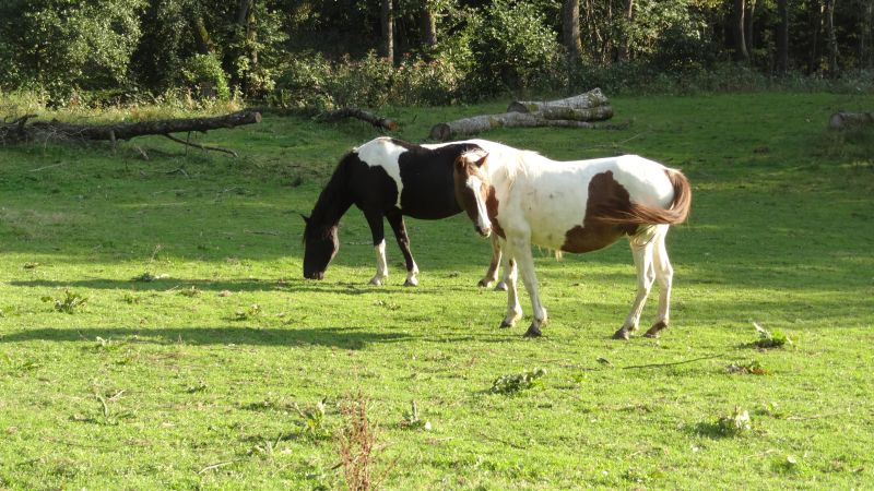 Equitation western dans la forêt bavaroise