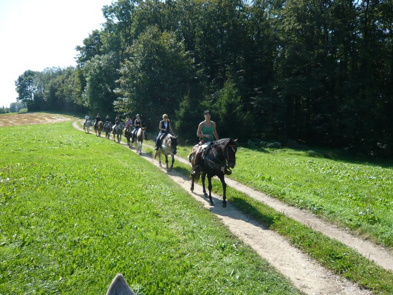 Equitation western dans la forêt bavaroise