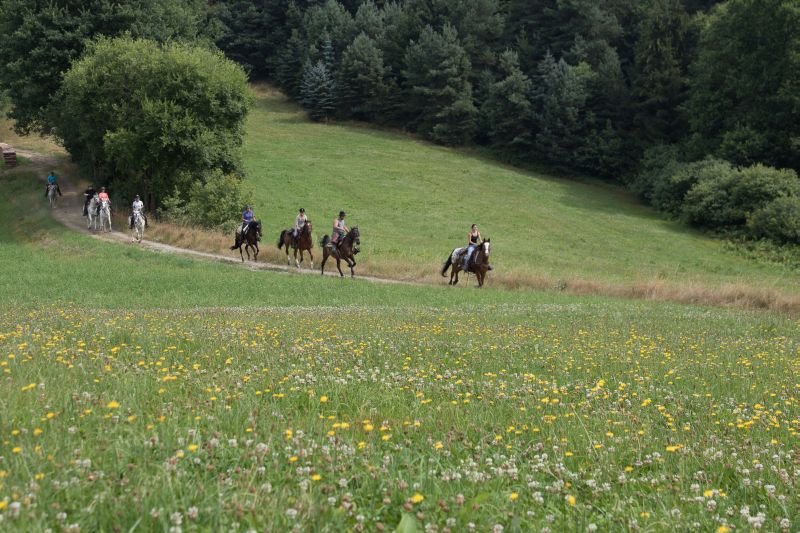 Equitation western dans la forêt bavaroise