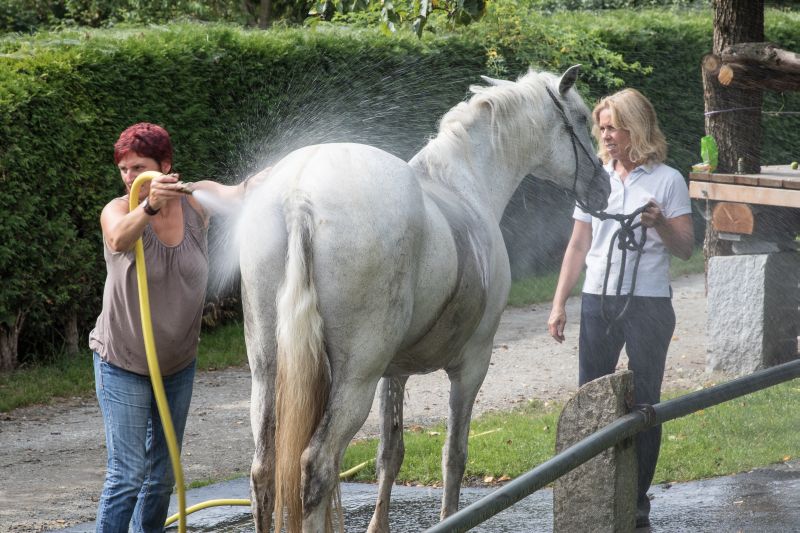 Equitation western dans la forêt bavaroise