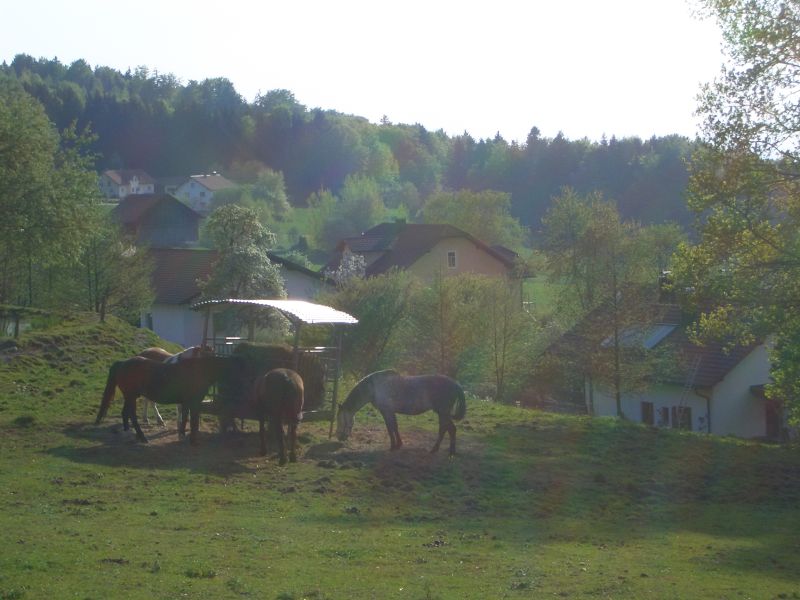 Equitation western dans la forêt bavaroise