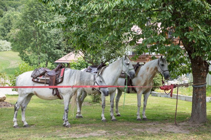 Equitation western dans la forêt bavaroise