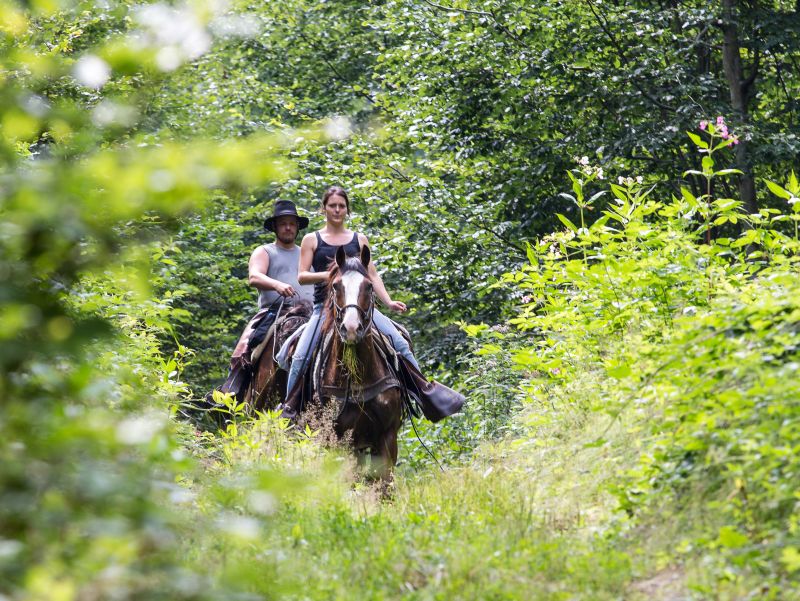 Equitation western dans la forêt bavaroise
