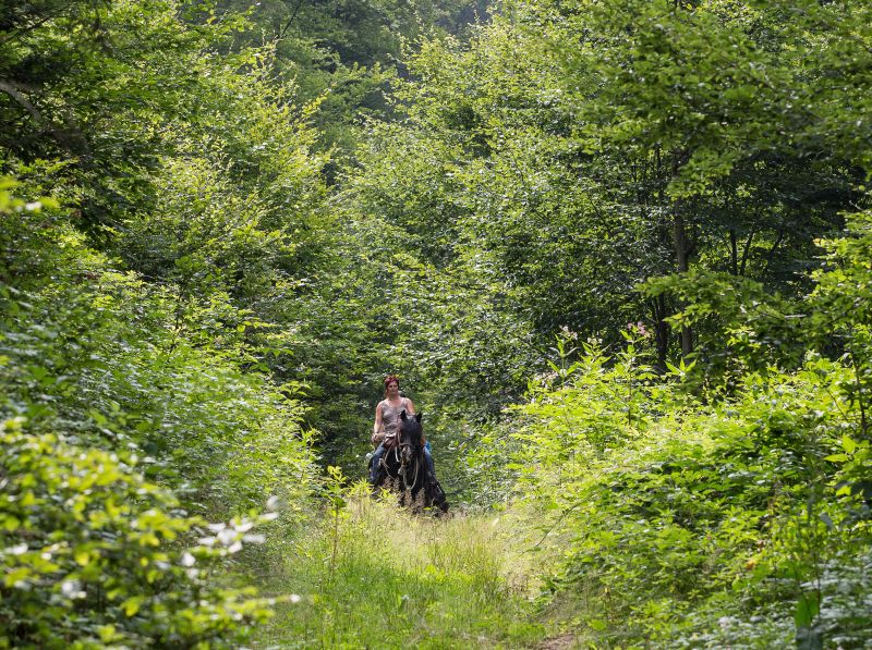 Equitation western dans la forêt bavaroise